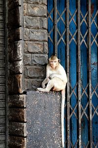 Monkey sitting on metal fence at zoo
