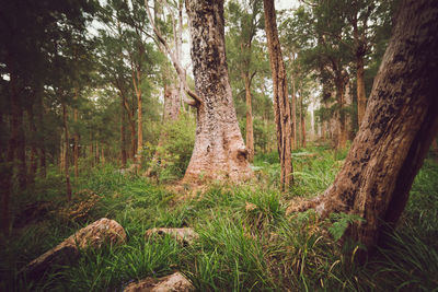 Trees in forest