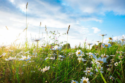 Close-up of white flowering plants on field against sky