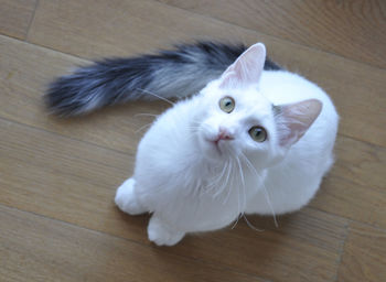 Close-up portrait of white cat sitting on hardwood floor