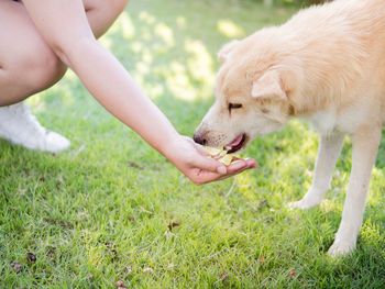 Close-up of a dog on field