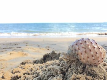 Surface level of shells on shore against sky