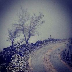 Bare trees on landscape