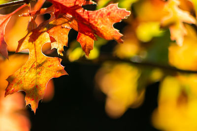 Close-up of yellow maple leaves