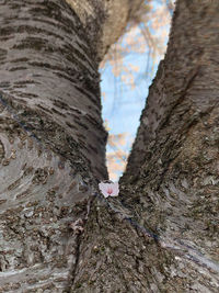 Close-up of tree trunk