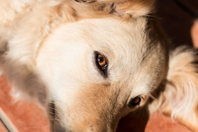 Close-up portrait of a dog