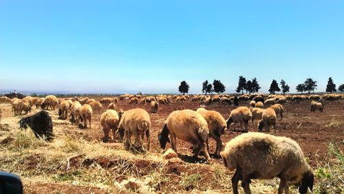 Herd of sheep on field