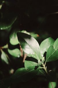 Close-up of raindrops on leaves