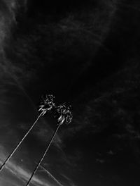 Low angle view of tree against sky