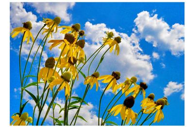 Low angle view of yellow flowers against blue sky