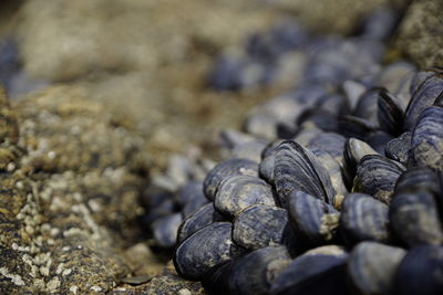 Close-up of shells on pebbles