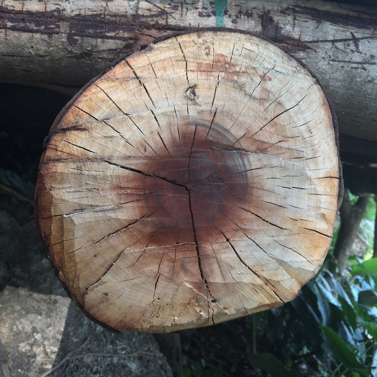 CLOSE-UP OF TREE STUMP IN LOG