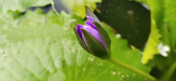 Close-up of purple flowering plant