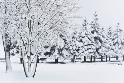 Trees on snow covered landscape against sky