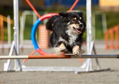 Dog jumping outdoors