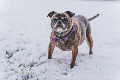 Dog standing on snow covered land