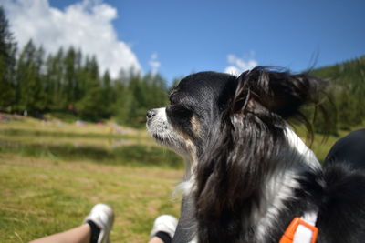 Close-up of dog looking away