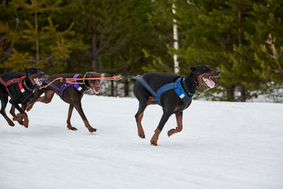 Running doberman dog on sled dog racing. winter dog sport sled competition. dobermann pinscher dog