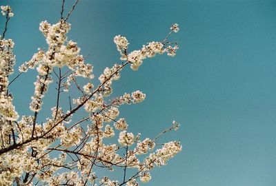 Low angle view of flowers against blue sky