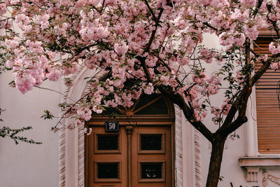 Pink cherry blossom tree by building