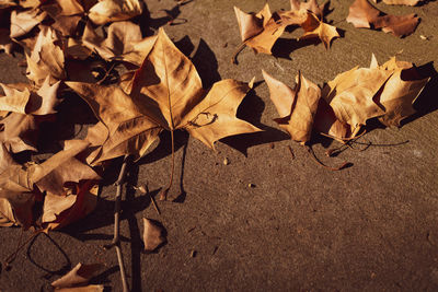 High angle view of dry maple leaves on land