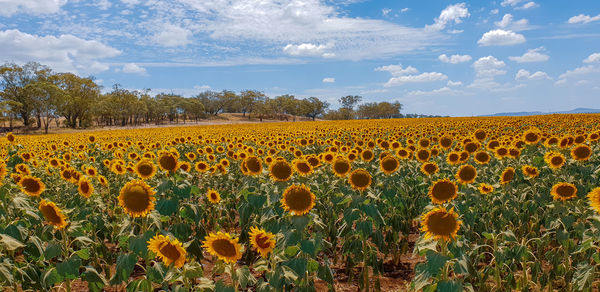 Scenic view of sunflower field against sky