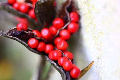 Close-up of cherries growing on tree