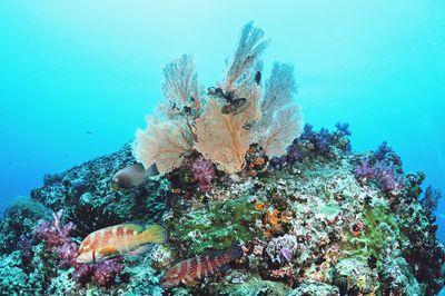 View of coral swimming in sea