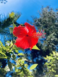 plant