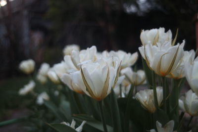 plant
