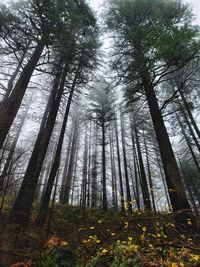 Low angle view of bamboo trees in forest