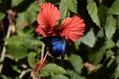 Close-up of red hibiscus on plant