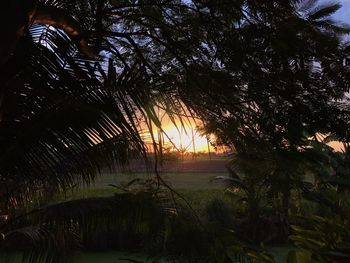 Silhouette trees against sky during sunset