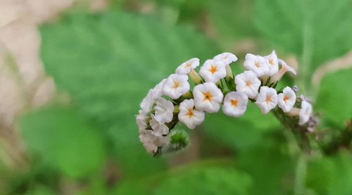 Close-up of white flowering plant