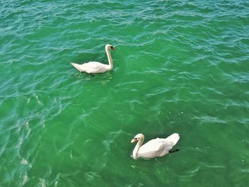 High angle view of swan swimming in lake