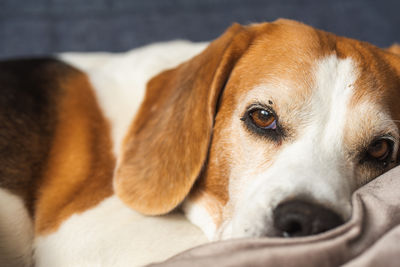 Close-up of dog