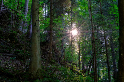 Sunlight streaming through trees in forest