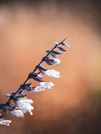 Low angle view of flowering plant on wood