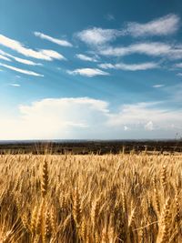 Scenic view of wheat field against sky