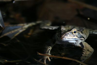 Close-up of frog 