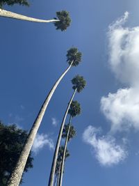 Low angle view of coconut palm tree against blue sky