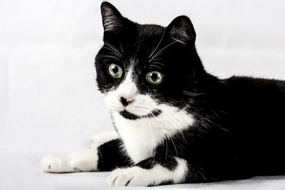 Close-up portrait of cat