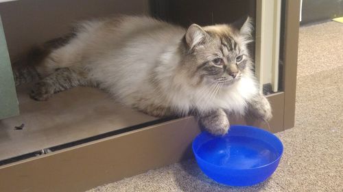 High angle view of cat looking away at home