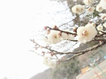 Close-up of white flowers blooming on tree