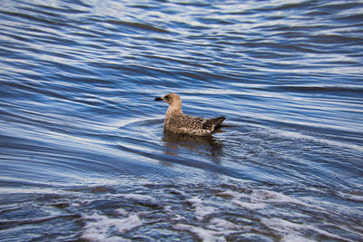 Duck swimming in lake