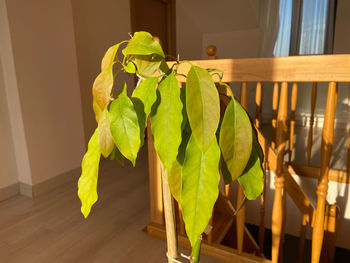 Potted plant hanging on chair at home