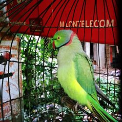 Close-up of parrot perching in cage