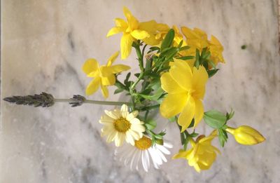 Close-up of yellow flower