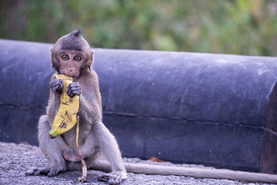 Monkey eating food