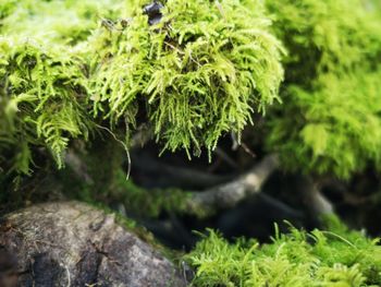 Close-up of moss growing on rock